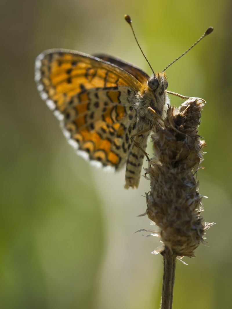Melitaea  trivia ?  S !